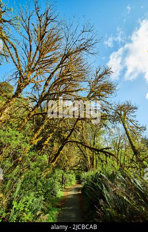 Arbres en forêt sur le chemin de randonnée entièrement recouvert de mousse Banque D'Images