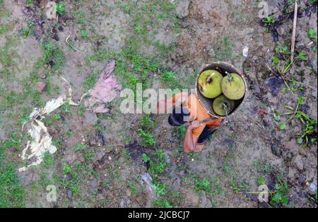 Le jackfruit est porté sur la tête.cette photo a été prise de Rangamati, Chittagong, Bangladesh. Banque D'Images