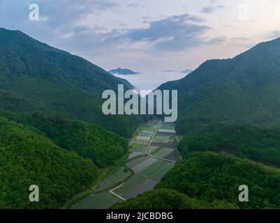 Vue aérienne sur les rizières dans une vallée étroite tandis que le brouillard du matin se fait à l'aube Banque D'Images