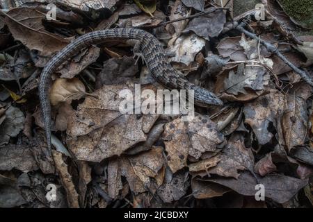 Le lézard alligator du sud (Elgaria multicarinata) dans les bois de chêne de la région de la baie de San Francisco en Californie, Etats-Unis. Banque D'Images