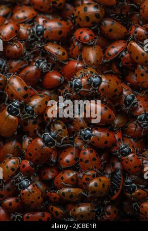 Une agrégation de coléoptères convergents (Hippodamia convergens), les coccinelles se rassemblent en grand nombre dans la baie de San Francisco en Californie. Banque D'Images