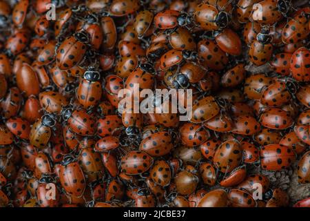 Une agrégation de coléoptères convergents (Hippodamia convergens), les coccinelles se rassemblent en grand nombre dans la baie de San Francisco en Californie. Banque D'Images