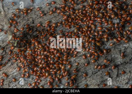 Une agrégation de coléoptères convergents (Hippodamia convergens), les coccinelles se rassemblent en grand nombre dans la baie de San Francisco en Californie. Banque D'Images