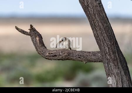 Tisserand sociable, Philetairus socius, oiseau de moineau dans une branche en Namibie Banque D'Images
