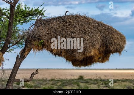 Tisserand sociable, Philetairus socius, oiseau d'arrangée sur une branche en Namibie, grand nid sur un arbre Banque D'Images