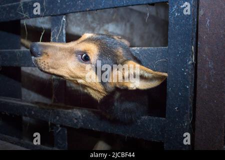 Chien avec les yeux tristes dans une cage derrière les barres Banque D'Images