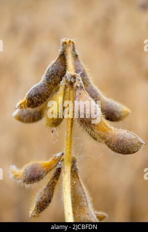 récolte de légumineuses de soja mûres sèches d'automne dans le champ Banque D'Images