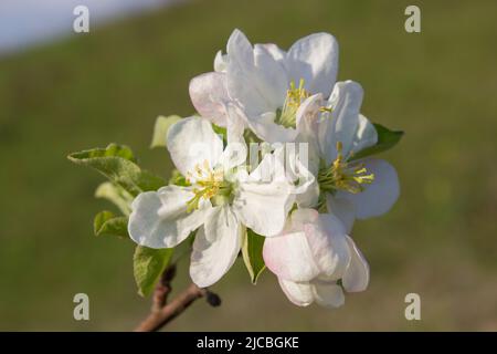 Les pommiers fleurissent sur une fleur blanche Banque D'Images