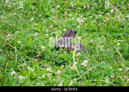 un jeune lapin se cachait dans l'herbe et s'assit Banque D'Images