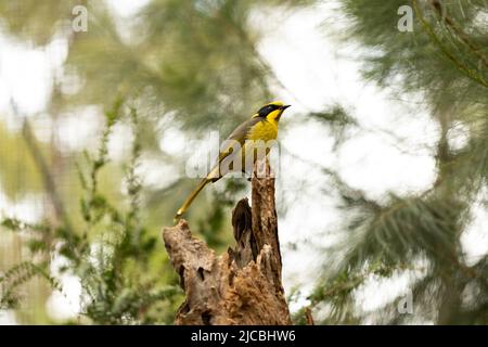 Oiseau de honeyeater (Lichenostomus melanops cassidix), en danger critique d'extinction, originaire d'Australie, dans une bûche à Victoria Banque D'Images