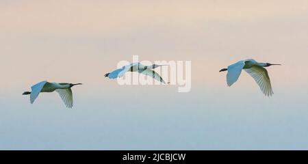 Troupeau de trois Royal Spoonlags (Platalea regia) en vol au lever du soleil, barrage Fogg, territoire du Nord, territoire du Nord, Australie Banque D'Images