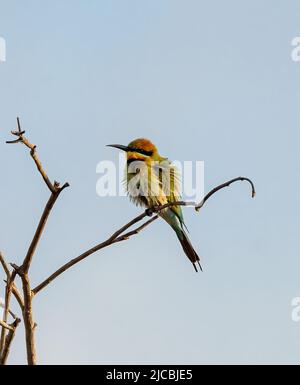 Shaggy Rainbow Bee-Eater (Merops ornatus) perché sur une branche, barrage Fogg, près de Darwin, territoire du Nord, territoire du Nord, territoire du Nord, Australie Banque D'Images