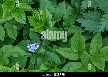 Jolies fleurs lilas en forme de coeur sur une tige au-dessus d'une toile de fond de feuilles vertes. Amour, Saint-Valentin, relations, romance concept. Banque D'Images