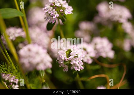 Fleur d'herbes sauvages au thym avec fleurs roses sur un fond flou. Banque D'Images