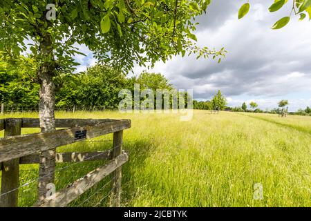 Hartpury Orchard Center. Banque D'Images