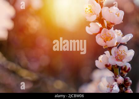 Fleurs de l'amande contre le coucher du soleil. Belle scène de nature avec arbre en fleurs et lumière du soleil. Fleurs de printemps. Magnifique verger. Printemps Banque D'Images