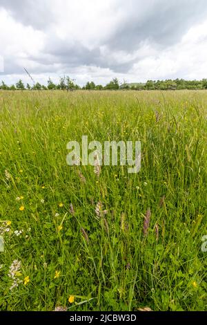 Hartpury Orchard Center. Banque D'Images