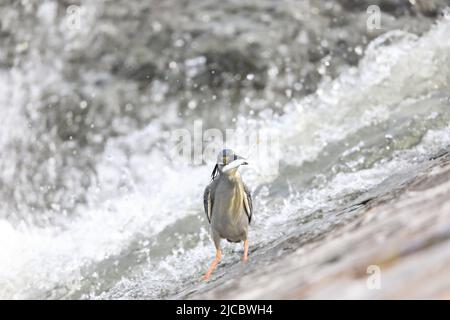 Héron strié ou petit héron vert (Butorides striatus) au Japon Banque D'Images