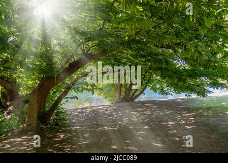 Rayons du soleil parmi les branches de noyer japonais (Juglans ailantifolia carrière) sur la rive du po à Turin, Italie Banque D'Images