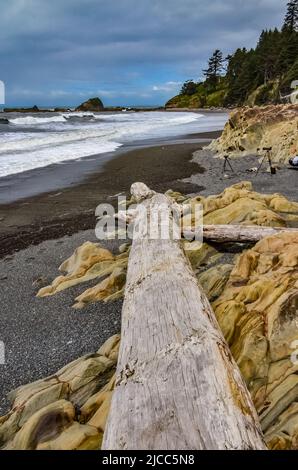 Troncs d'arbres tombés à marée basse sur l'océan Pacifique à Olympic, National Park, Washington Banque D'Images