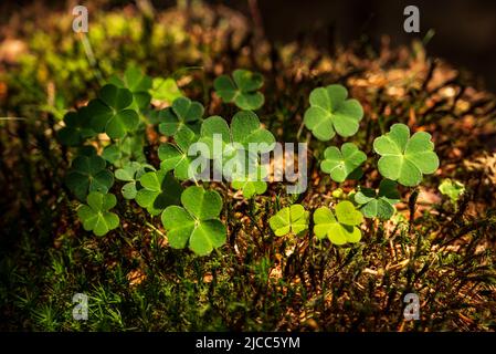 Gros plan d'un groupe de plantes de trèfle vert (Trifolium) qui poussent sur un tronc d'arbre en bois mort recouvert de mousse dans la forêt, forêt de Teutoburg, Allemagne Banque D'Images