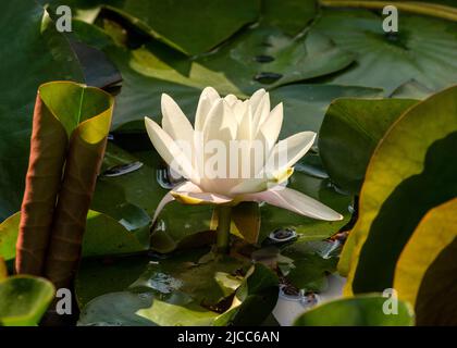 Lily Nymphaea alba ou nenuphar blanc européen entouré de feuilles dans l'étang Banque D'Images