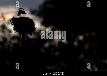 Couple de porc dans leur nid silhoueté contre un ciel spectaculaire au coucher du soleil Banque D'Images