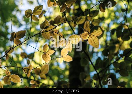 Hêtre oriental (Fagus orientalis) feuillage doré Banque D'Images