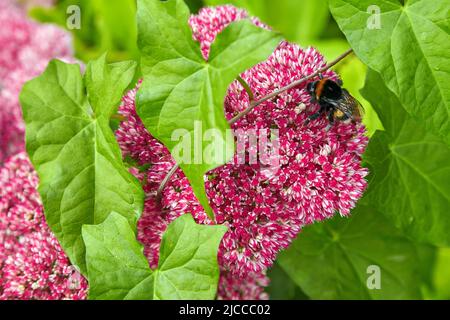 Le bourdon recueille le nectar sur le sedum pourpre dans le parc. Pollinisation des fleurs Banque D'Images