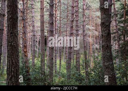 Forêt de pins écossais (Pinus sylvestris) dans les Pyrénées, Espagne Banque D'Images