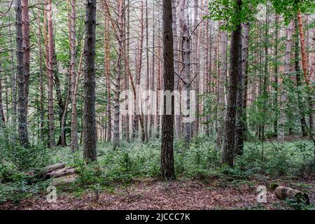 Forêt de pins écossais (Pinus sylvestris) dans les Pyrénées, Espagne Banque D'Images