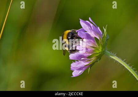 Un bourdon se nourrit du nectar d'une jolie fleur pourpre au printemps britannique Banque D'Images