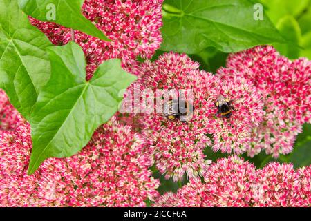 Deux abeilles collectent le nectar des fleurs. Mise au point sélective Banque D'Images