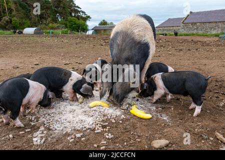 Pedigree Saddleback porcelets et truies se nourrissant de repas et de bananes, East Fortune Farm, East Lothian, Écosse, Royaume-Uni Banque D'Images