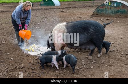 Une travailleuse agricole nourrissant un pedigree Saddleback truw and piglets, East Fortune Farm, East Lothian, Écosse, Royaume-Uni Banque D'Images