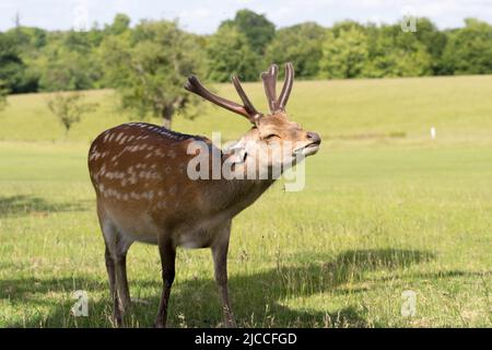 Cerf sika sauvage broutant par une chaude journée d'été dans le Kent, Angleterre, Royaume-Uni Banque D'Images