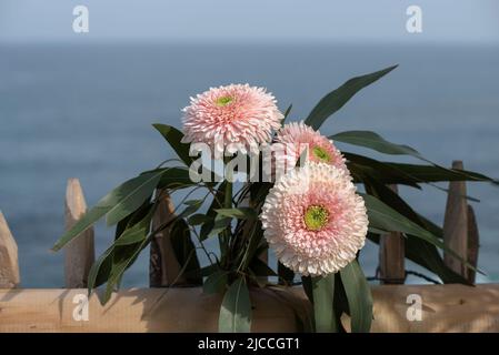 les fleurs ont déjà fleuri au printemps Banque D'Images