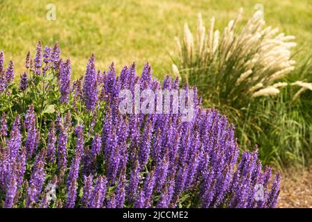 Salvia nemorosa Blue Hill, Salvia, Clump, graminées, Blue, Jardin, juin, plantes Banque D'Images