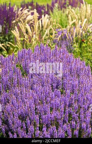 Beau bleu, jardin, juin, fleurs, prairie, Salvia 'Blue Hill', mixte, graminées, Salvia Banque D'Images