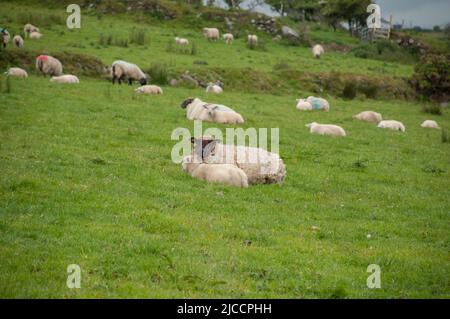 Moutons broutant l'herbe sur l'île Whiddy, Bantry, Co Cork. Irlande Banque D'Images