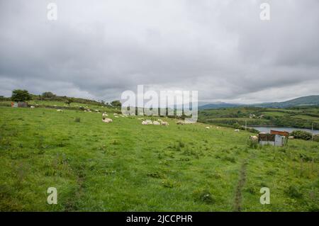 Moutons broutant l'herbe sur l'île Whiddy, Bantry, Co Cork. Irlande Banque D'Images