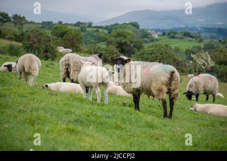 Moutons broutant l'herbe sur l'île Whiddy, Bantry, Co Cork. Irlande Banque D'Images