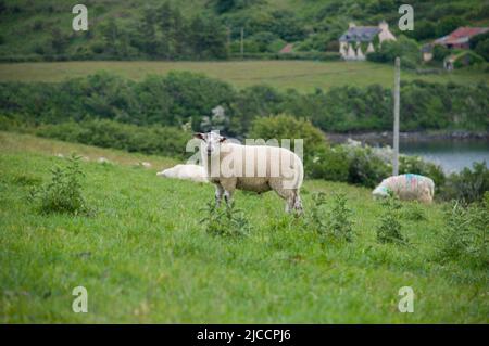 Moutons broutant l'herbe sur l'île Whiddy, Bantry, Co Cork. Irlande Banque D'Images