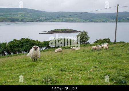 Moutons broutant l'herbe sur l'île Whiddy, Bantry, Co Cork. Irlande Banque D'Images