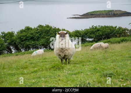 Moutons broutant l'herbe sur l'île Whiddy, Bantry, Co Cork. Irlande Banque D'Images