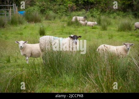 Moutons broutant l'herbe sur l'île Whiddy, Bantry, Co Cork. Irlande Banque D'Images