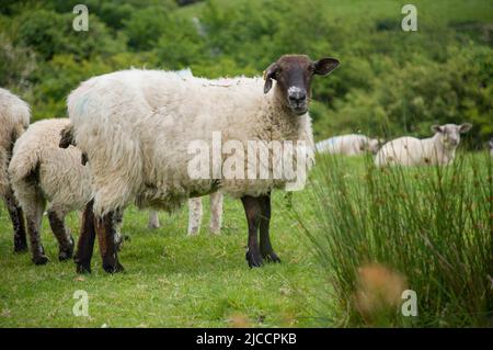 Moutons broutant l'herbe sur l'île Whiddy, Bantry, Co Cork. Irlande Banque D'Images