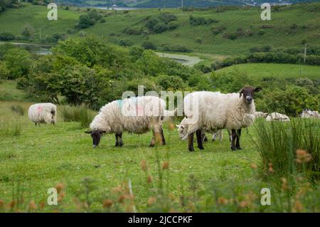 Moutons broutant l'herbe sur l'île Whiddy, Bantry, Co Cork. Irlande Banque D'Images