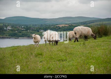 Moutons broutant l'herbe sur l'île Whiddy, Bantry, Co Cork. Irlande Banque D'Images