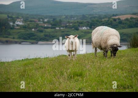 Moutons broutant l'herbe sur l'île Whiddy, Bantry, Co Cork. Irlande Banque D'Images